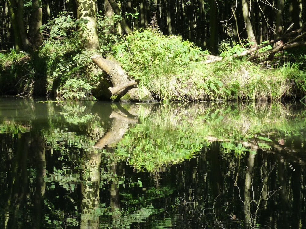 Spreewald Pension Spreeaue, Billede 52