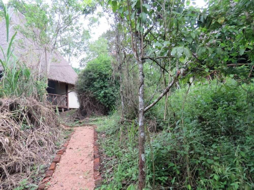 Jungle lodge Kibale view 5