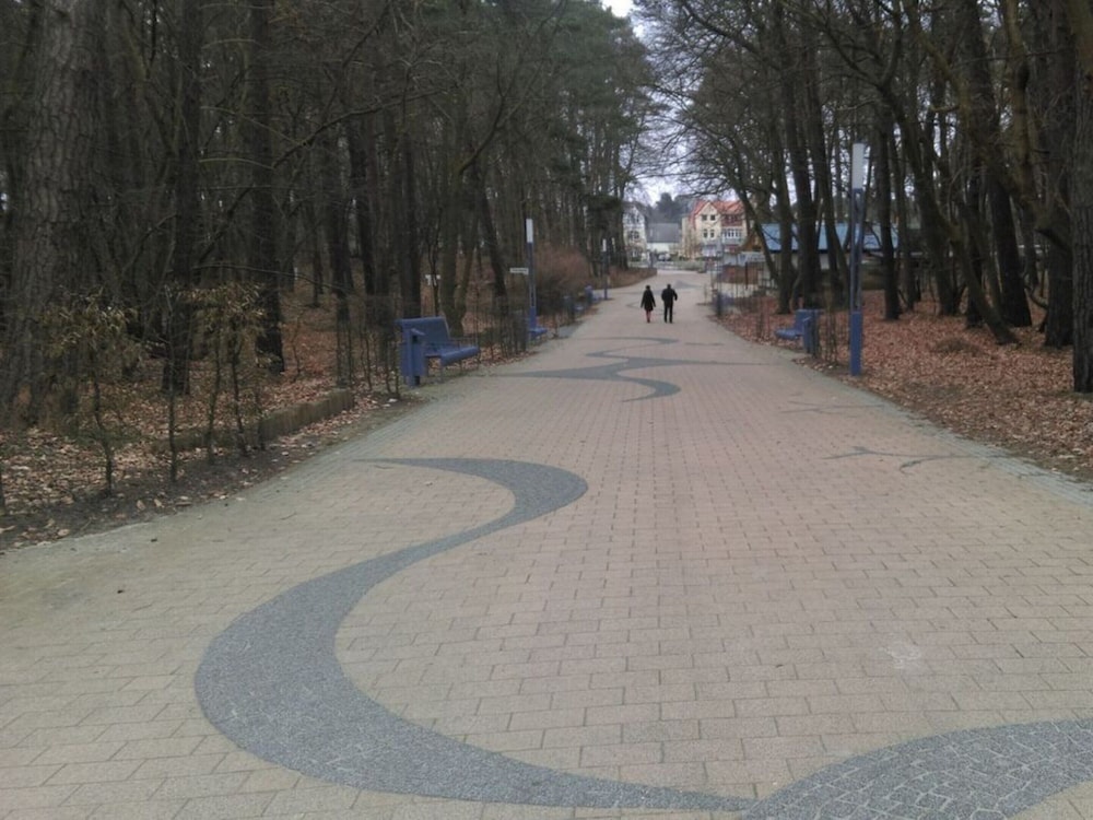 Wood in Zempin/usedom