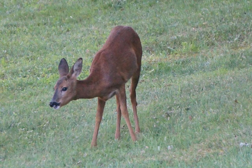 Photo 43