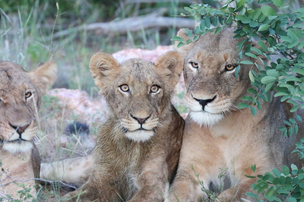 Makumu Private Game Lodge