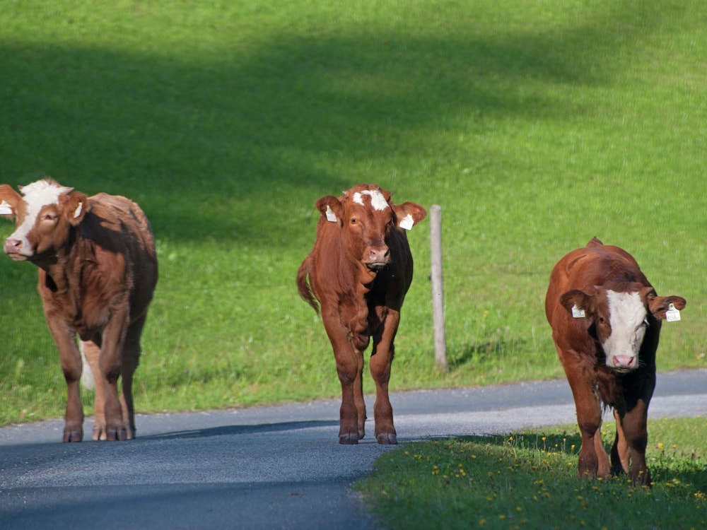 Animal -friendly Apartment in Leogang view 4