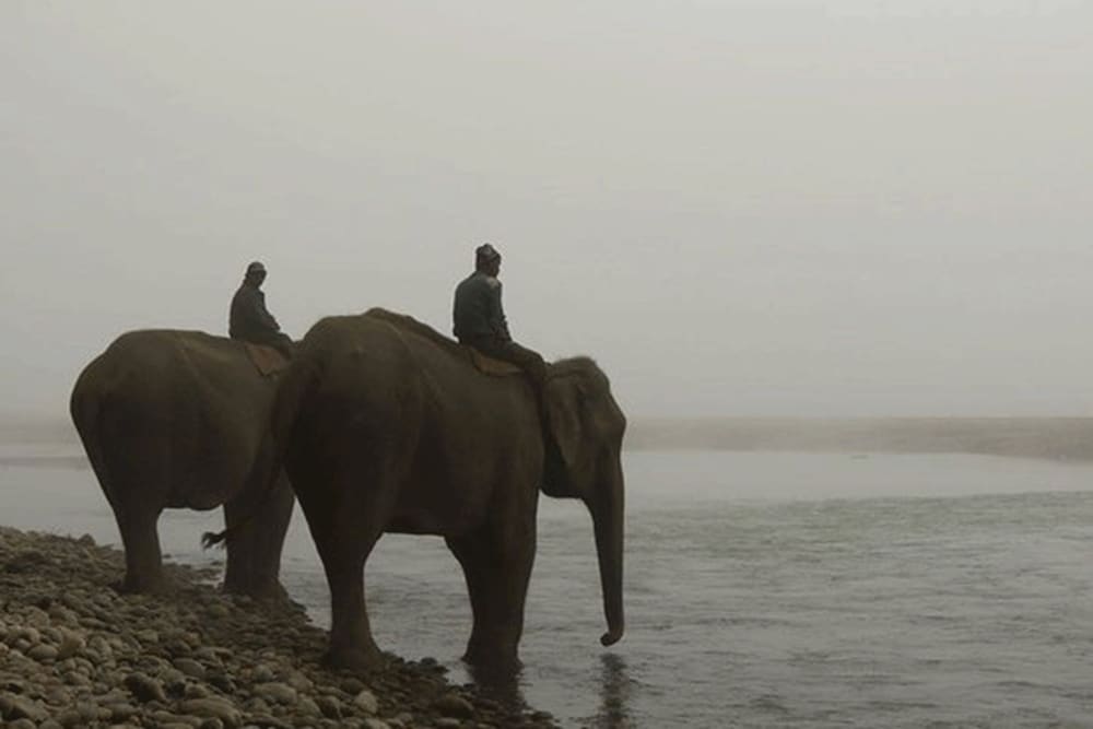 Tigertops Elephant Camp