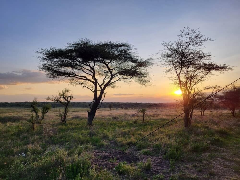 Africa Safari Serengeti Kusini