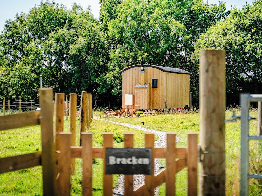 Bracken