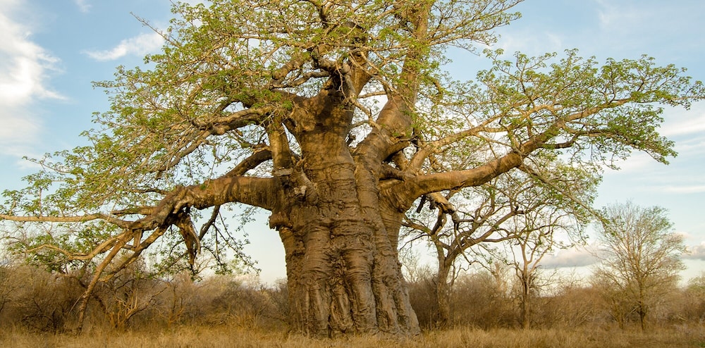 Elandela Private Game Reserve & Luxury Lodge