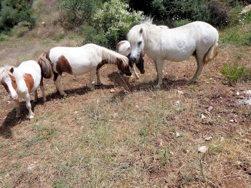 Menina Farm