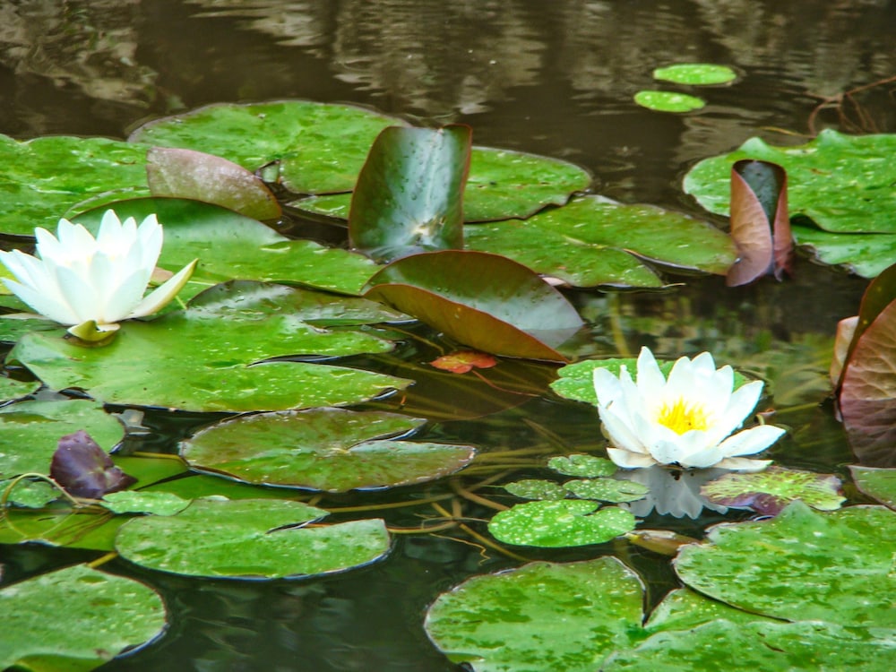 Le jardin de Saint Jean