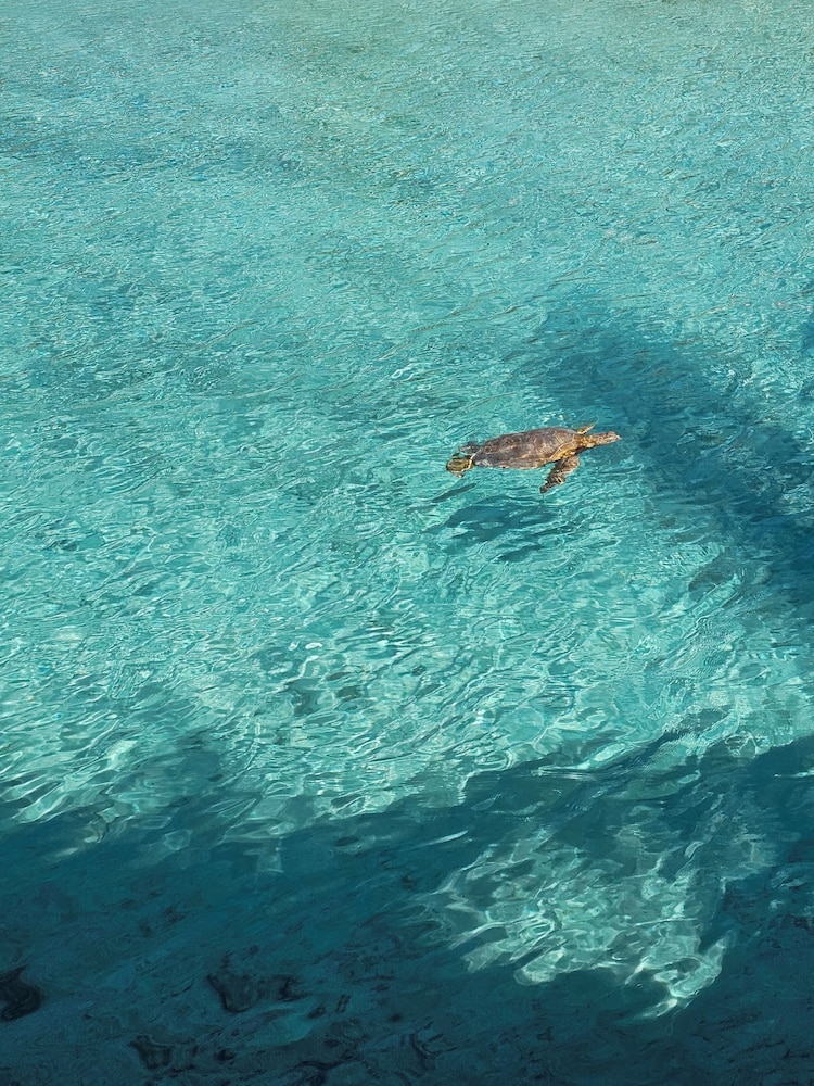TIKEHAU PARADISE