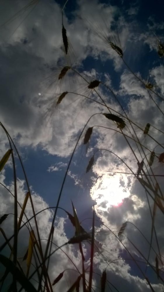 Photo 38