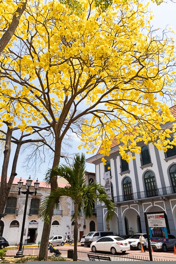 The Plaza Catedral Views by Acomodo Casco Viejo