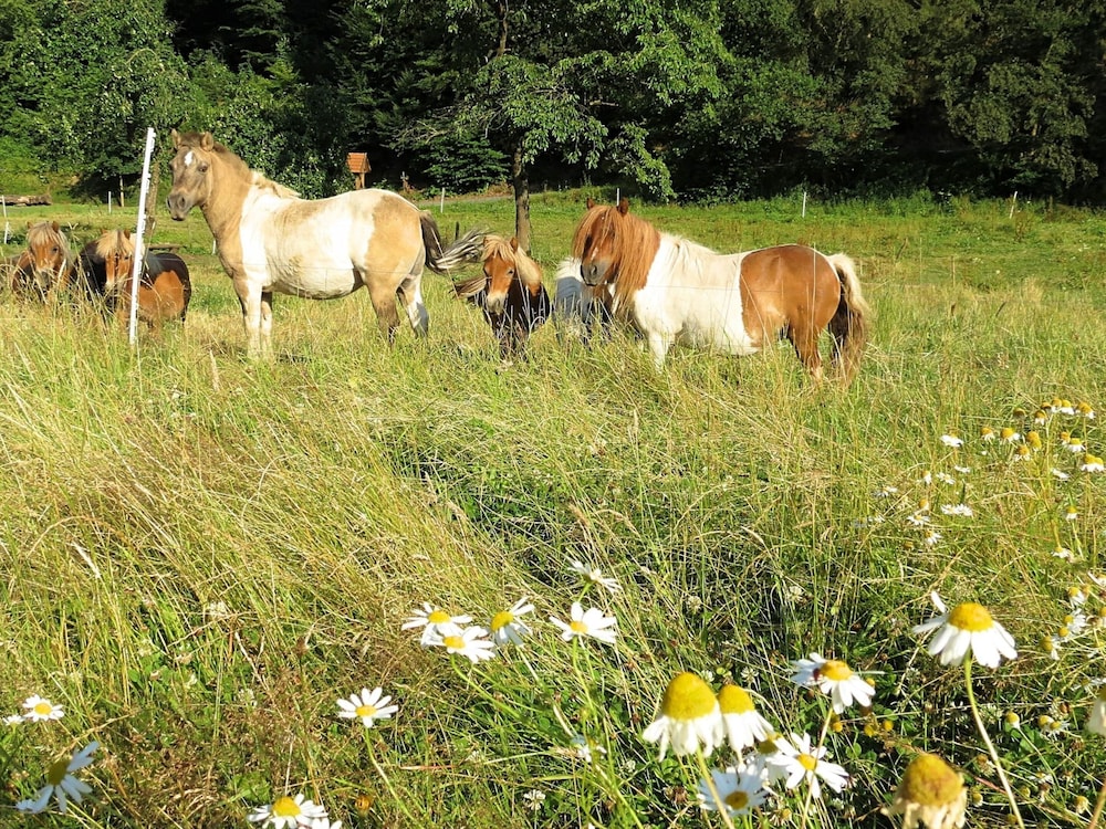 Holiday Farm Situated Next to the Kellerwald-edersee National Park With a Sunbathing Lawn