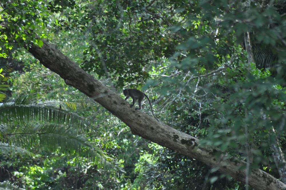 Samboja Lodge