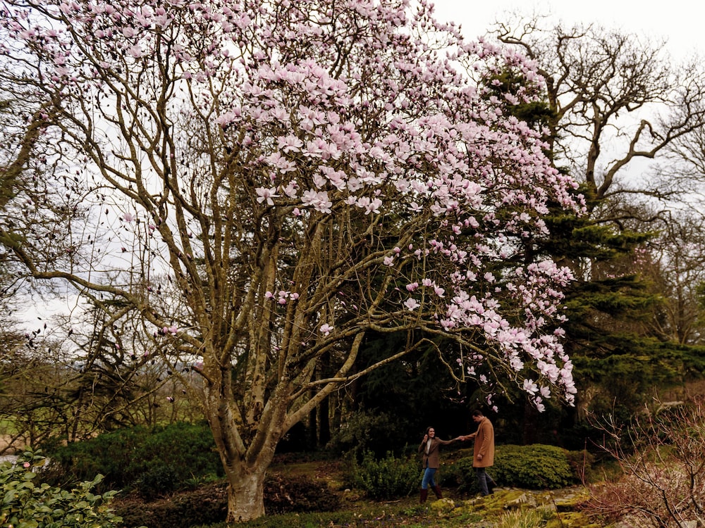 The Forest at Mount Congreve Gardens