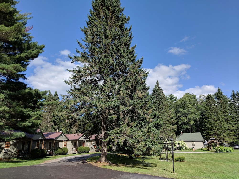 Pine Tree Motel & Cabins