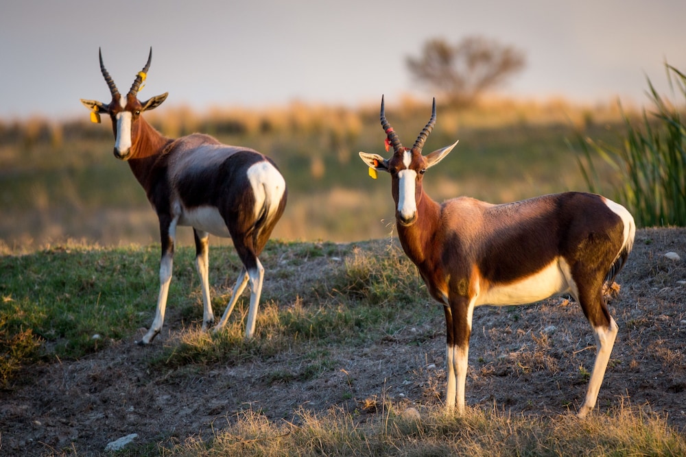 Kwetu Guest Farm