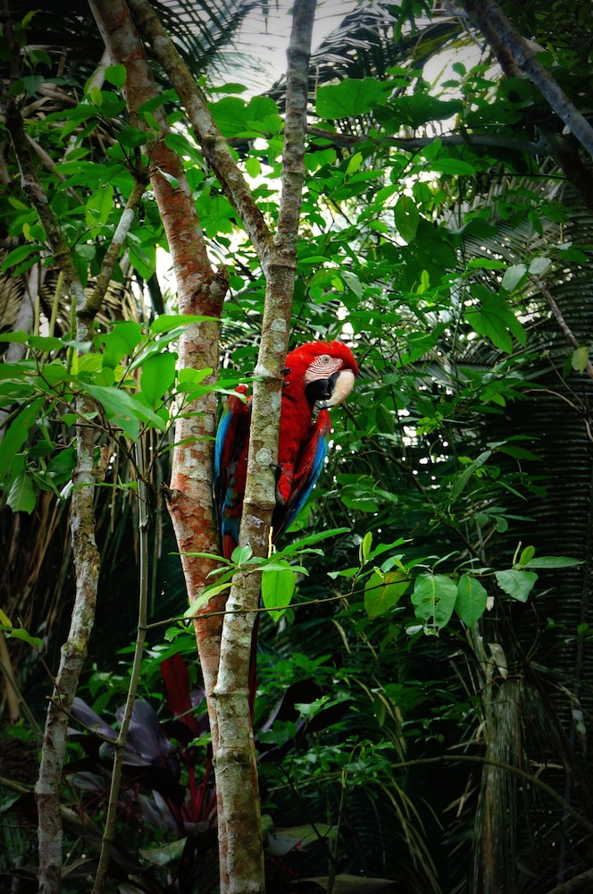 Villa Hermosa de Tambopata