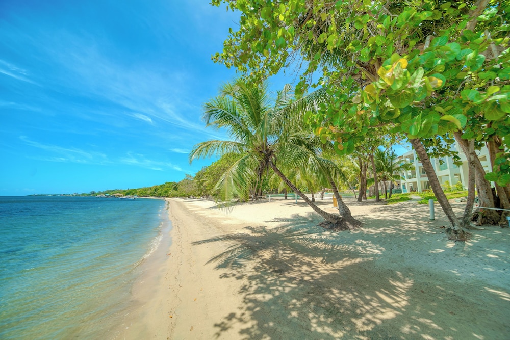 Watercolors Roatan