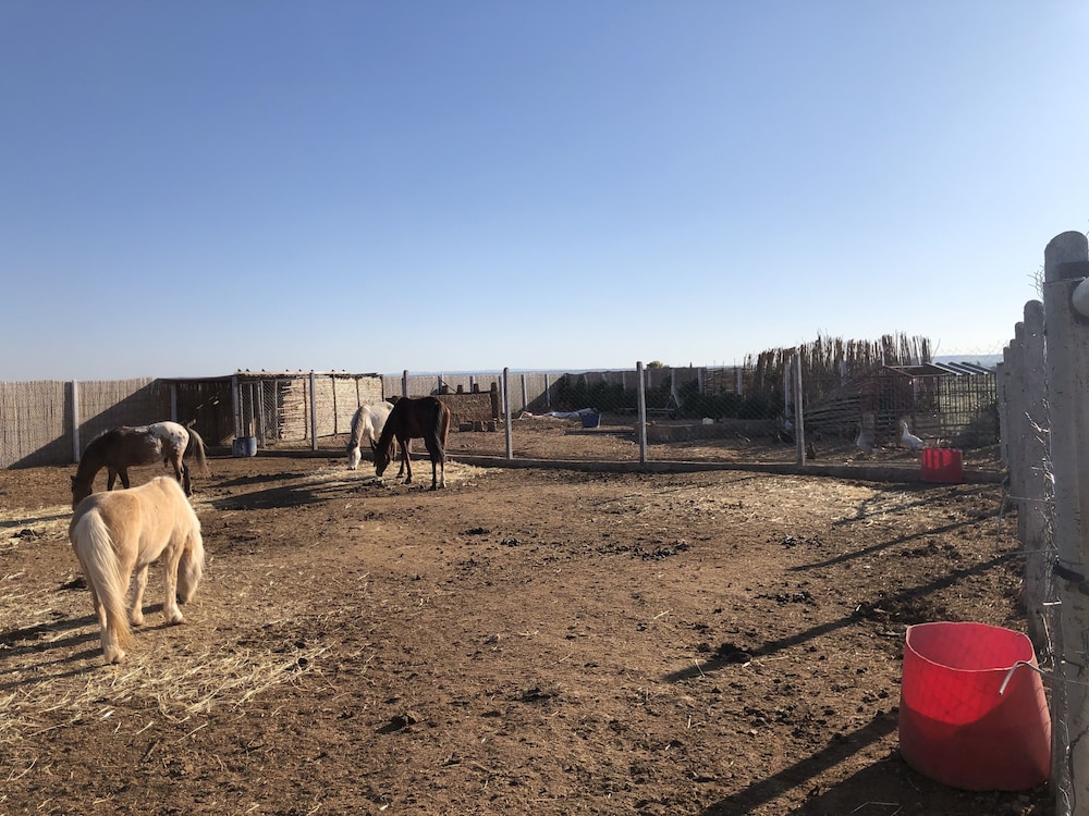 Photo 55