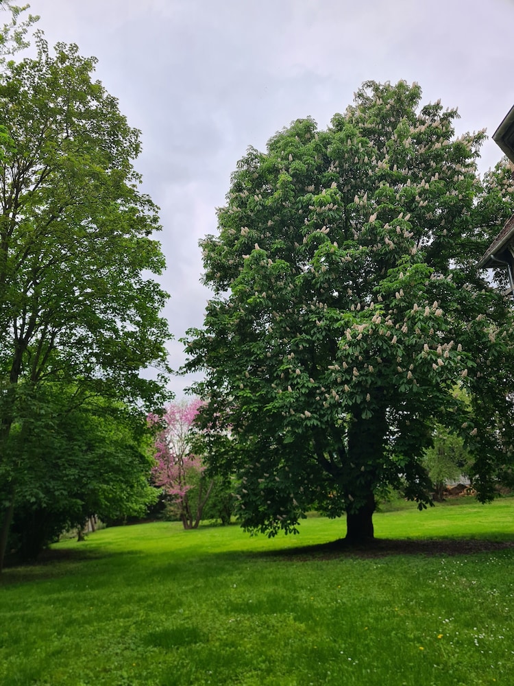 Demeure du saule Madame view 4