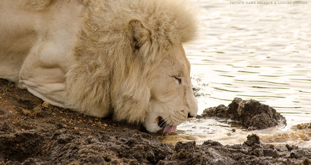 Elandela Private Game Reserve & Luxury Lodge