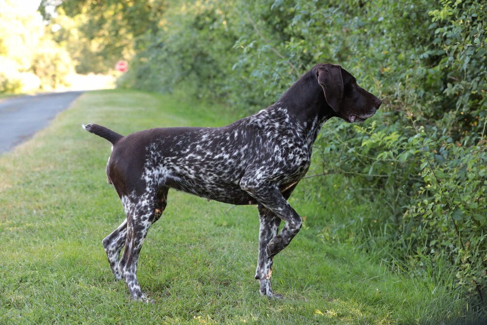 Relais de chasse la Chaignaie