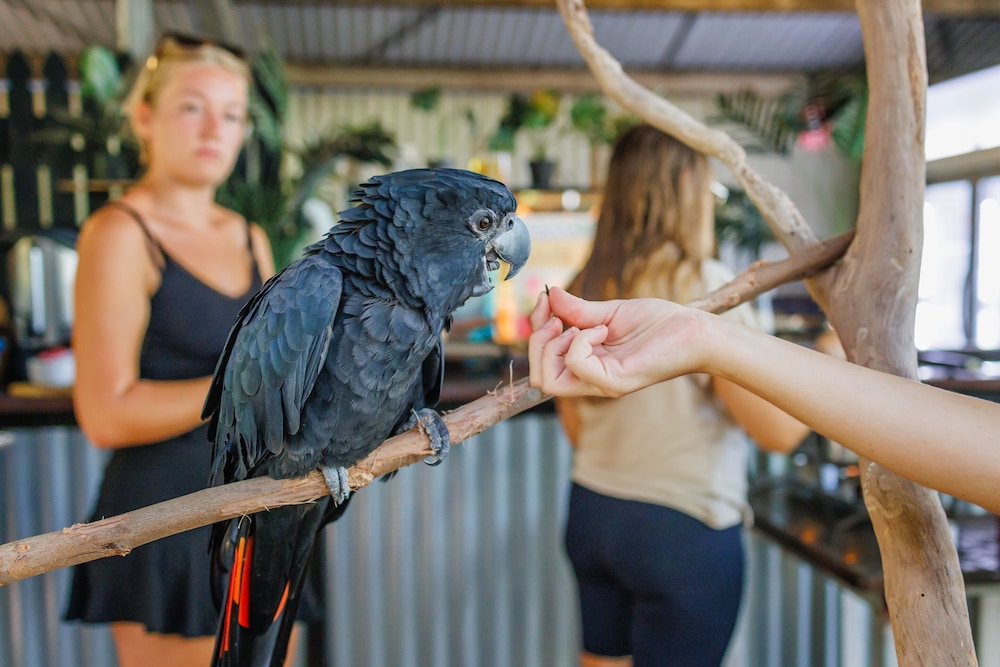 Bounce Magnetic Island