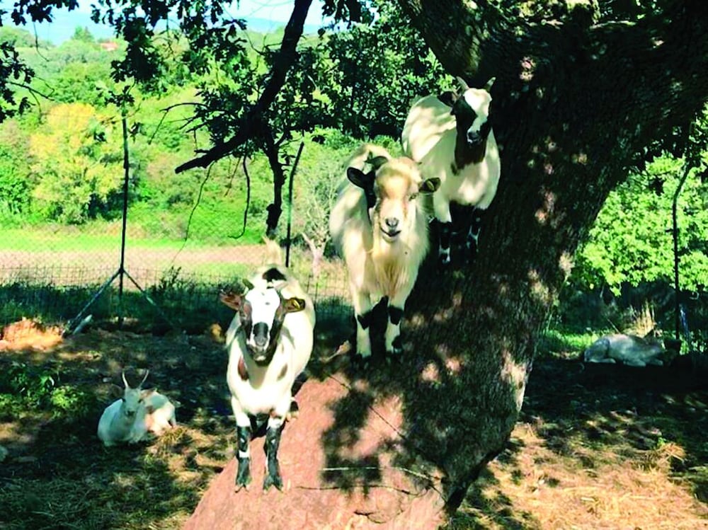 Photo 24