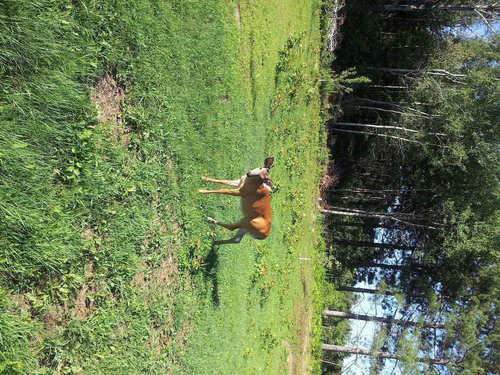 Photo 41