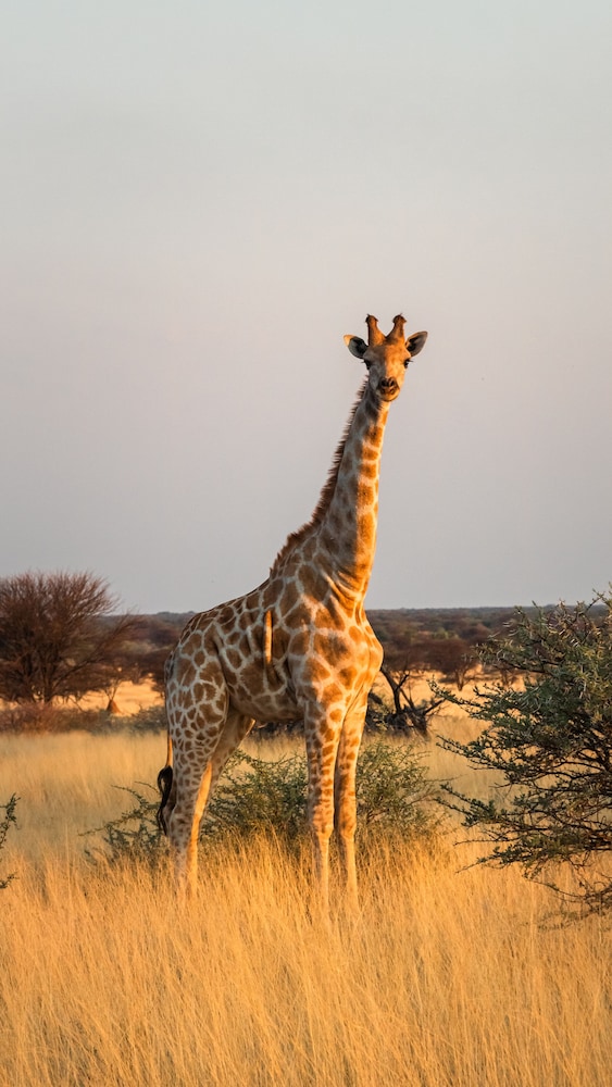 Otjiwa Safari Lodge