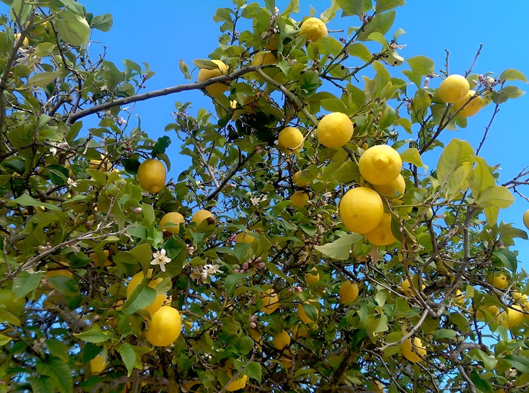 Agroturismo Ca Sa Vilda Marge