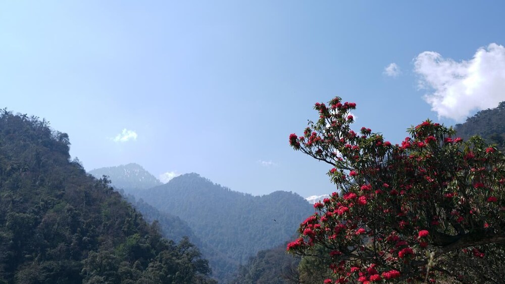 Mandakini Valley Resort