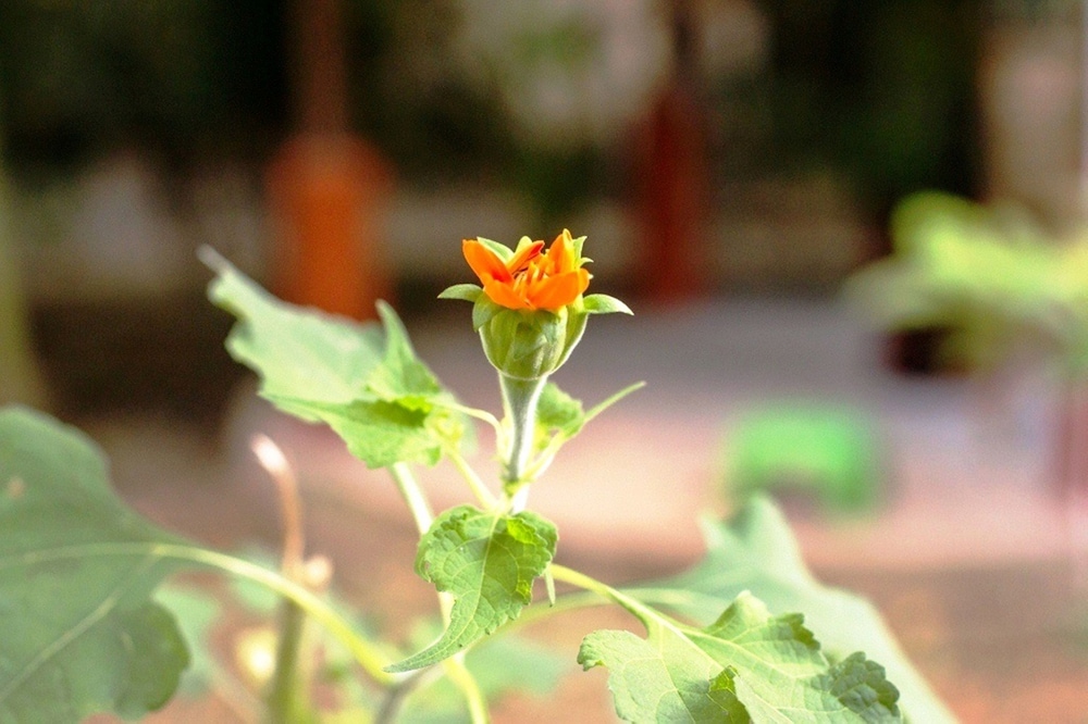 Angkor Une Fois Home Stay