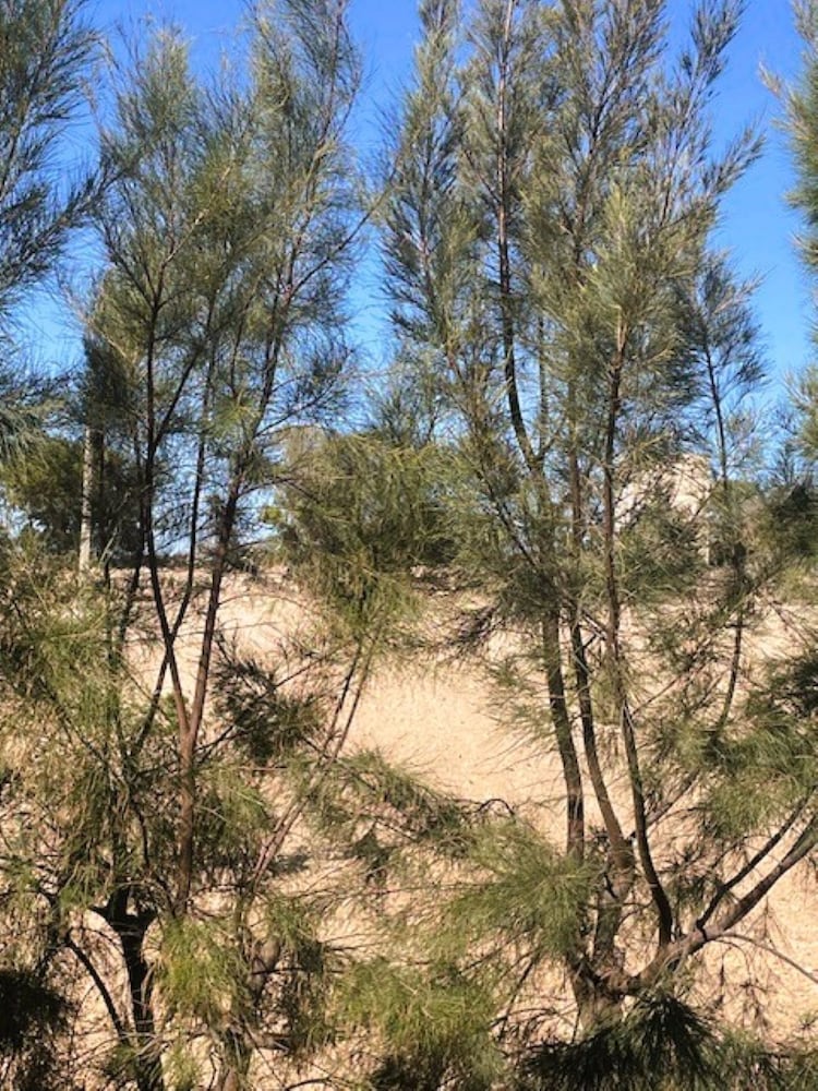 Dar mimosa