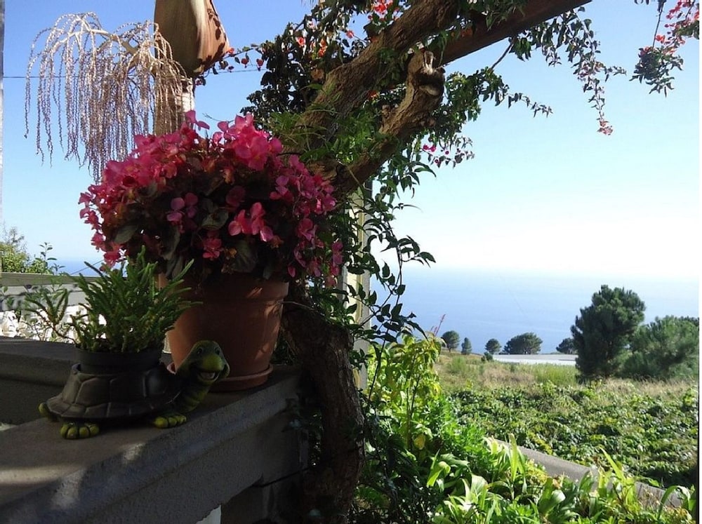 Cavalinho Palheiro in Madeira