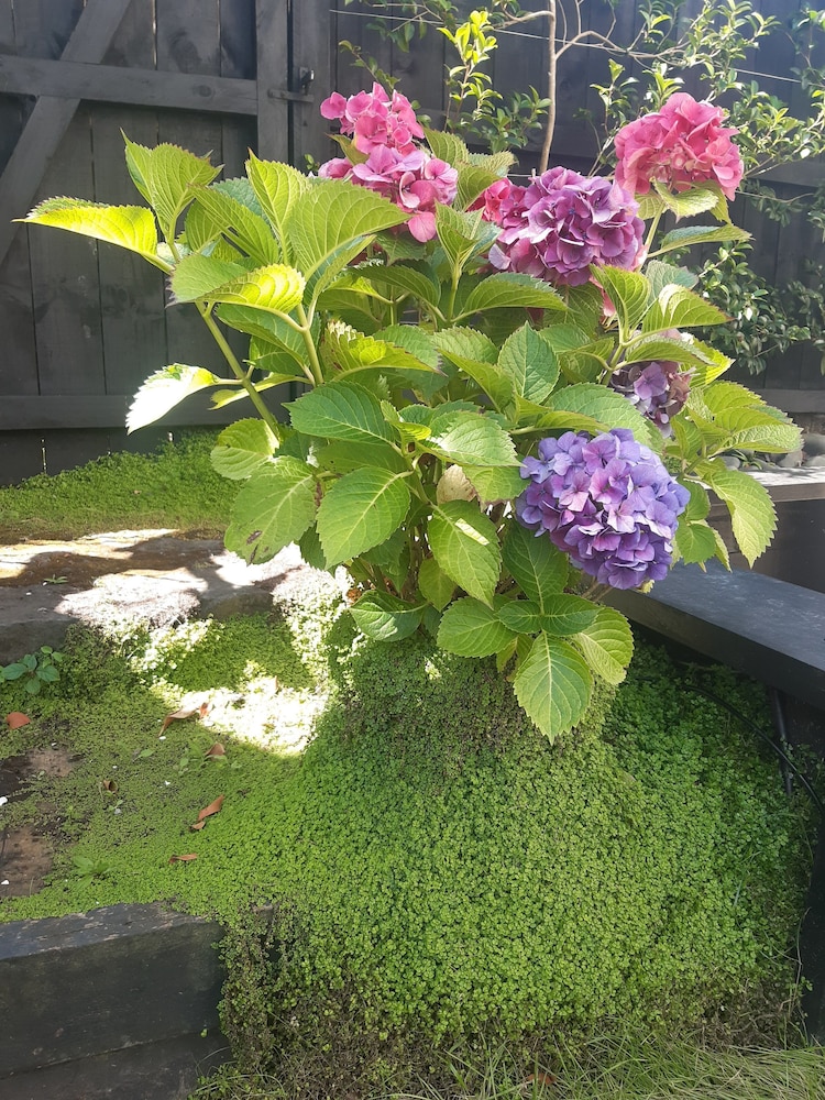 Photo 46