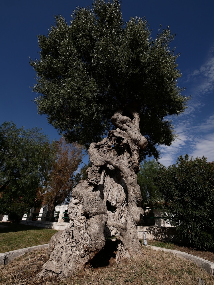 Masseria Maccarone