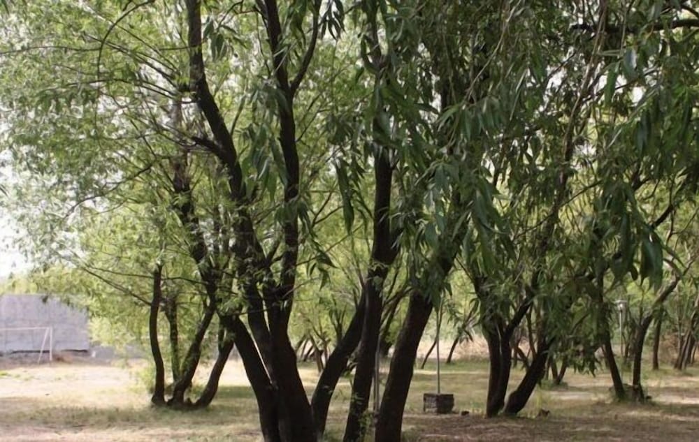 Los Charitos