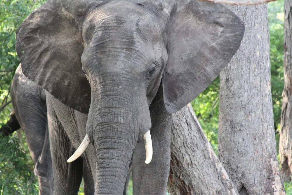 Gwango Elephant Lodge