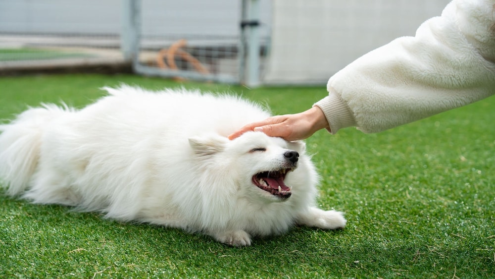 Gyeongju Purspet Dog Pension