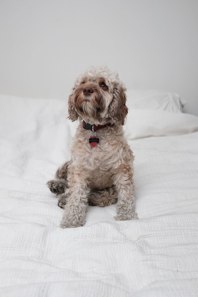 Buccaneer Motel Pet friendly