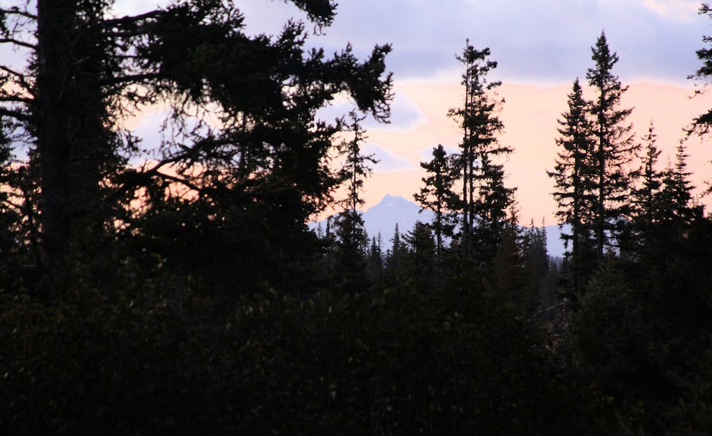 Bear Paw Adventure