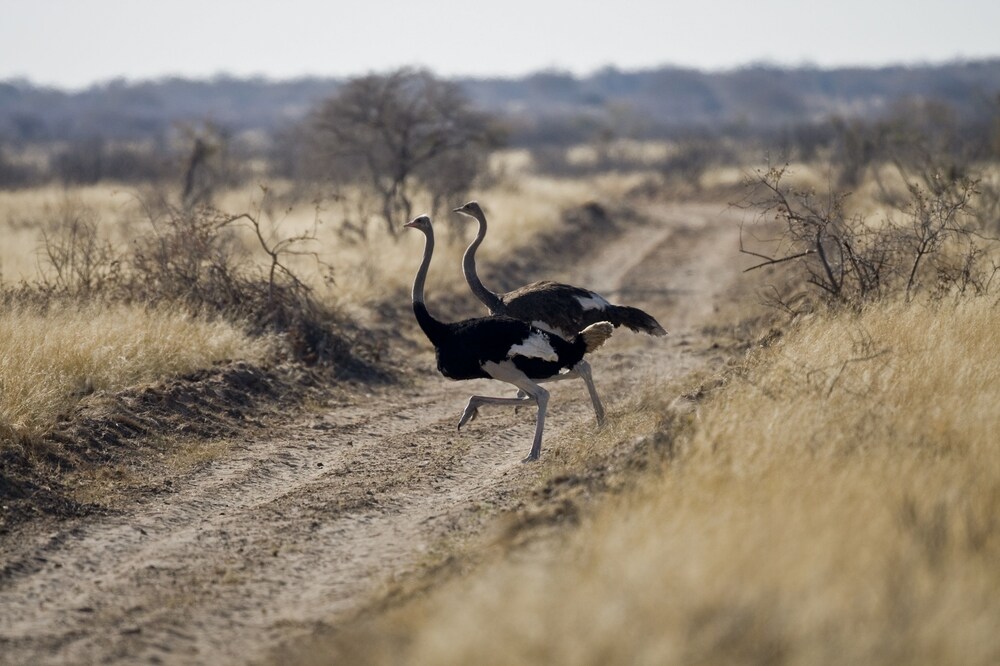 Grassland Safari Lodge