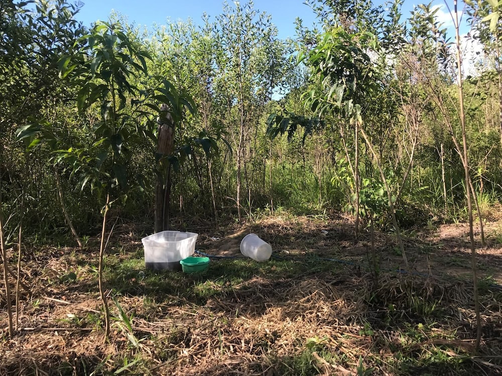 Ayahuaska