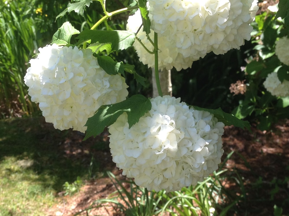 Bethany Manor Bed & Breakfast