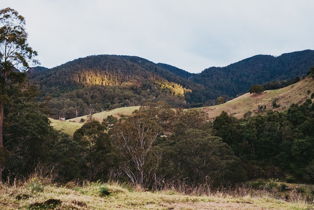 FOREST DOMES