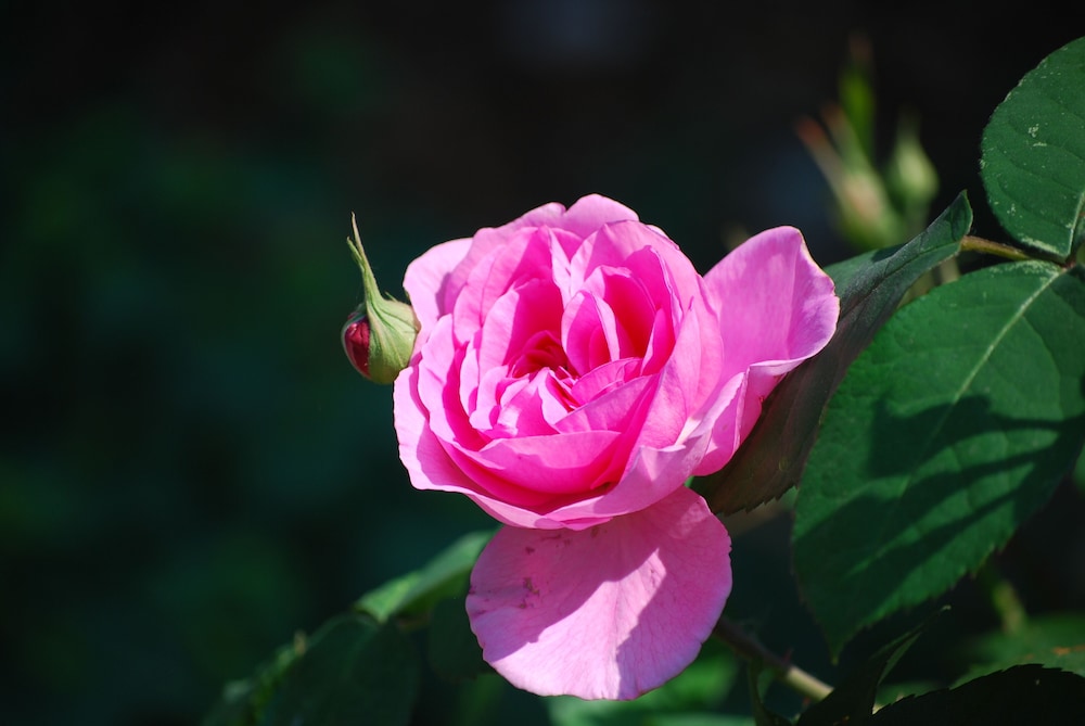 Photo 41