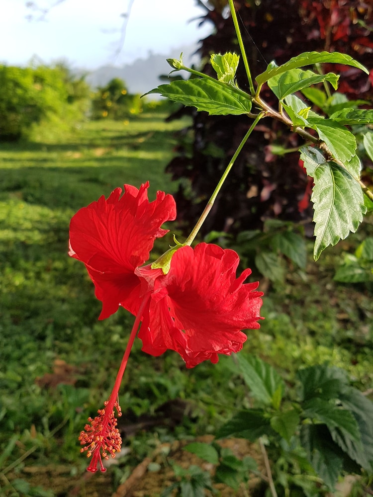 Sabah Tea Resort