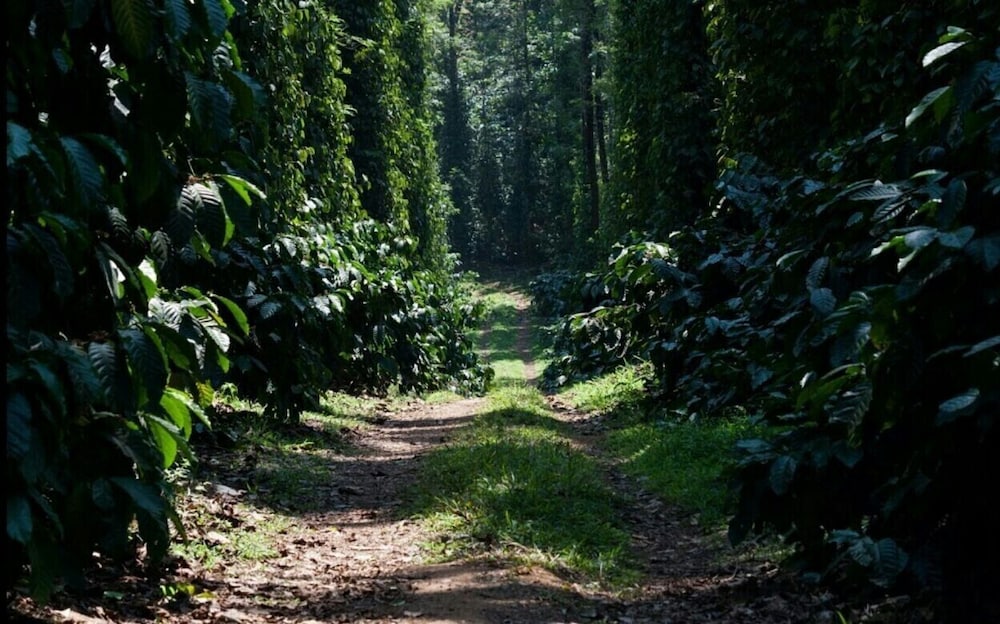 Heights Farm Stay - Coffee Estate Stay