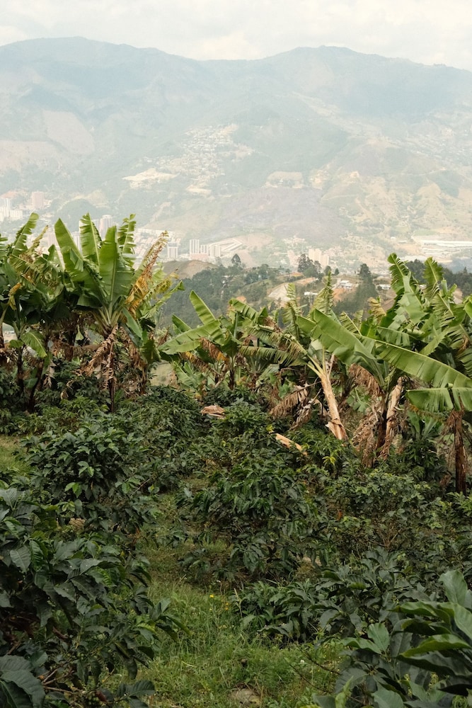 Don leandro Coffee farm Glamping